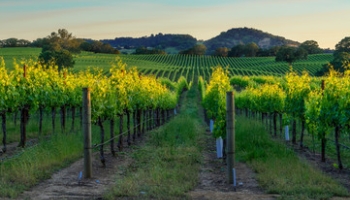 LOCATION D’UN VIGNOBLE POUR UN MARIAGE PRÈS DE MONTPELLIER